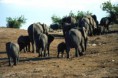 /album/botswana/botswana-2t-chobe-n-p-fine-abbeverata-jpg/